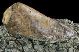Fossil Crocodile Coprolite In Rock - Aguja Formation, Texas #88741-1